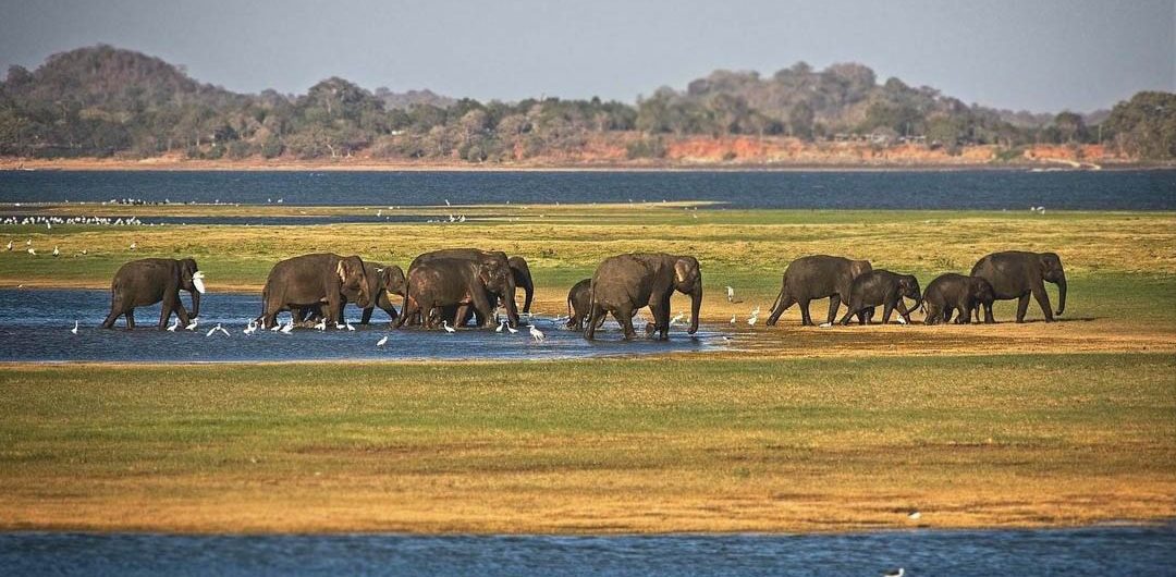 Minneriya National Park - TTS Collection