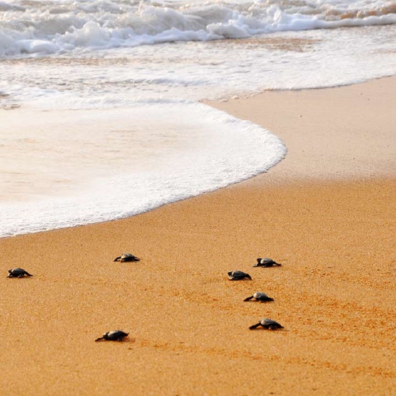 Turtle Hatchery Sri Lanka - TTS Collection